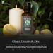 Pure Ginger Essential Oil for Calming Aroma Diffuser Candle Making | Long - Lasting Housewarming Gifts Thanksgiving and Christmas 10ml Ginger 10ml (0.33 Fl Oz) 0.33 Fl Oz (Pack of 1) - Buy Online on GoSupps.com