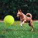LUOEM Large Tennis Ball for Pets - 9.5 Inch Outdoor Sports Ball for Dogs | Durable & Fun Playtime - Buy Online on GoSupps.com
