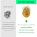 12CM Sea Sponge Unbleached Honeycomb Natural Seasponge for Bathing Art and Painting use (S Size 10-12 cm) - Buy Online on GoSupps.com