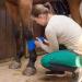 Pack of 12 Vet Wraps - Gauze Rolls - Cohesive Bandage - Bandage Wrap for Animals Assorted Colours 3 inches x 66.9 inches - Buy Online on GoSupps.com