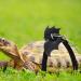 Shop Small Pet Dishes for Turtles & Lizards | Stylish Accessories & Vest | Virtcoy Medium - Buy Online on GoSupps.com