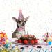 Dog Birthday Hat & Collar Set - Reusable Light Blue Party Accessories for Pets - Perfect for Puppies & Cats - Buy Online on GoSupps.com