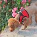 Puppia Dog Harness for Small & Medium Dogs - Soft Vest in Colors | Multi-Use Puppy Dish & Anti-Tanning Crockery - XL Red - Buy Online on GoSupps.com