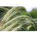 Organic Rye Berries 5 lbs - Non-GMO, Kosher, Raw, Bulk Seeds, Product of USA - Buy Online on GoSupps.com