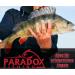 Buy Paradox Fishing Drop Shot Lead Set | 25 Pieces (3.5g/5g/7g/10g/14g) with Box | High-Quality Fishing Weights for Drop Shotting - Ideal for Anglers - Buy Online on GoSupps.com