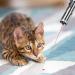 Cat Toys for Dog Chase and Catch Multi Pattern LED Pointer Light Interactive Kitten Toy Stainless Steel Mini LED Flashlight with USB Rechargeable Exercise Training Pet Funny Cat Stick - Buy Online on GoSupps.com