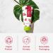 Frudia. My Orchard Mousse Nettoyante Cleansing Foam - Passion Fruit Arom tico 120 ml (Lot de 1) - Buy Online on GoSupps.com