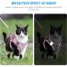 BriFit Cat Dishes with 150cm Leash - High Quality Breakfast Set for Cats & Small Dogs (Pink XS) - Perfect for Pets 6.61-1lb - Buy Online on GoSupps.com