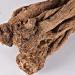 Angelica Sinensis Root Dong Quai (1000g(35.27oz)) 8 count (Pack of 1) - Buy Online on GoSupps.com