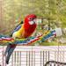 Colorful 41-inch Rope Perch Toy for Parrots, Cockatiels, Parakeets, Budgies - Metal Nut Included - Buy Online on GoSupps.com