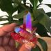 Specimen Healed Rose Flame Aura Quartz Crystal Cluster Specimen 40-50 As a Gift ERTEYIN 40-50g - Buy Online on GoSupps.com