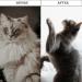 3 PCS Flea Comb for Cats Cat Flea Comb Fine Toothed Pet Comb Beauty Set Comb Set for Removing Floating Hair And Tear Stains Stain Remover Combs Fine Tooth Grooming Removal Tool - Buy Online on GoSupps.com
