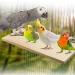 winmiya 2 PCS Bird Platform Bird Cage Accessories Pet Platform Climbing Platform Rat Cage Accessories Wooden Stand Rest Place for Small Animals - Buy Online on GoSupps.com
