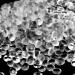 LIFSOUL 3lb Premium Unscented Aroma Beads for Car Freshies - Rapid Absorption, No Fragrance Eva Beads - Buy Online on GoSupps.com