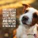 Showseason Tropical Kiwi Pet Cologne 8.5 oz for Dogs - Long-Lasting Odor Eliminator, Cruelty-Free, Paraben-Free, Biodegradable, Non-Toxic - Made in the USA - Buy Online on GoSupps.com