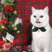 Christmas Cat Collar 2 Pack - Cute Plaid Patterns with Bell and Bow Tie | Adjustable Safety Kitten Collar 8'' to 12 - Buy Online on GoSupps.com