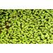 Duckweed Floating Live Plant for Aquarium Garden Pond Duck Weed - Buy Online on GoSupps.com