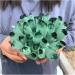 Natural Crystal Rough Crystal Cluster Green Phantom Quartz Crystal Cluster Specimen (Size : 800-900g) - Buy Online on GoSupps.com