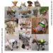 Dog Wheelchair Dog Wheelchair for Back Legs Adjustable 4 Wheel Pet Wheelchair with Handle for Small and Medium Sized Cats/Dogs Walk Tool Cart Portable XXXS - Buy Online on GoSupps.com