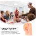 Baluue Silicone Simulation Ear Model for Jewelry Practice and Display - Khaki Prosthesis Earring Display - Buy Online on GoSupps.com