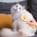 Self-Cleaning Cat Brush with Unlocking Button - Compact Pet Hair Removal Tool for Dogs Cats & Rabbits - Yellow Fur Care Brush - Buy Online on GoSupps.com
