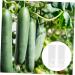 BESPORTBLE 2pcs Vegetable Shaping Cucumbers Cucumber Square Cucumber Snake Melon Watermelon - Buy Online on GoSupps.com