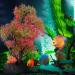 Dankeji 23 cm Artificial Aquarium Plants - Bright Colored Aquatic Decorations for Underwater World - Ideal for Aquariums & Ponds - Buy Online on GoSupps.com