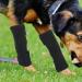Oumefar Dog Rear Leg Braces Support Paw Compression Wraps Protector Dog Hock Sleeves Joint Wraps to Help Dogs Recover(XS) - Buy Online on GoSupps.com