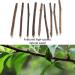 Newoutset 33 Pcs Cat Catnip Sticks Cat Catnip Chew Toys Natural Silvervine Matatabi Catnip Sticks Toys Cat Kitten Teething Toys Sticks for Cat Kitten Teeth Cleaning Including 3 x Cat Mouse Toy - Buy Online on GoSupps.com