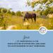 Annimally Zinc for Horses - High-Dose Zinc Pellets (2kg) with Black Cumin Zeolith Scot & Brewer's Yeast for Skin Hair & Hoof Care - International Shipping Available - Buy Online on GoSupps.com