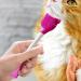 Cat Chin Cleaning Brush | Manual Scrubber Brush for Cats | Lightweight Design Soft Chin Brush for Face Jaw Chin Gums and Tongue Cleaning Red - Buy Online on GoSupps.com