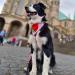 Max & Molly H-Shaped Dog Harness - Ultra-Comfortable Neoprene for Small Dogs | Strawberry Dream - Safe Padded & Lightweight - Buy Online on GoSupps.com