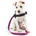 Buy IDC Color & Gray Rubberized Leash 20mm x 1m - Durable Pink-Gray Dog Leash for International Shipping - Buy Online on GoSupps.com