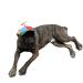 GEANBAYE Dog Hats with Funny Propeller, Size and Rope Double Adjustment Pet Hats for Small ,Medium, Large Dog and Cat (Iridescent)