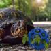 Tortoise Treat Ball Feeding Vegetable - Aquatic Turtle Toy & Feeder for Tank - Snail Habitat Accessories in Blue - Buy Online on GoSupps.com