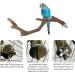 5PCS Bird Perch Stand Natural Wooden Parrot Branches - Ideal for Cockatiels & Small Birds - Buy Online on GoSupps.com