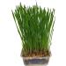 Pet Grass 2 pack By Cat FurNature - Buy Online on GoSupps.com