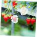 Gogogmee 5pcs Fruit Shaping Mold Plastic Fruit Cucumber Shaping Tool Vegetable Shaping Tool Garden Tools - Buy Online on GoSupps.com