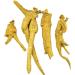 Vigorwell Premium 5-Year Bulk American Ginseng (1LB/454G/16OZ)-Proudly from Canadian Ginseng Farm - Buy Online on GoSupps.com