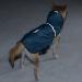 PARTY GO Grayish Blue Dog Raincoat for Medium & Large Dogs | Waterproof & Lightweight Dog Jacket with Reflective Strips & Pocket - Buy Online on GoSupps.com