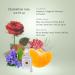 Penhaligon's Ladies' Fragrance Collection 5 x 5 ml - Buy Online on GoSupps.com