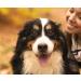 Premium Rabbit Ears for Dogs - 500g | 100% German Made | Odor-Neutral Treats | Pridedogs Kausnack - Buy Online on GoSupps.com