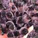 Hot Day Crystal Cluster Coffee Amethyst Processing from The Crystal Cluster Home Collections - Buy Online on GoSupps.com