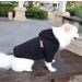 Hualisiji 3XL Black Dog Hoodie - Warm & Lightweight Sweatshirt for Big Dogs | Soft Texture & Easy to Wear - Buy Online on GoSupps.com