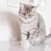 Shop Lucybalu Catnip Filzball | Natural Wool Cat Toy | Cat Game Ball for Cats - Buy Online on GoSupps.com