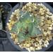 Caesar Agave - Buy Online on GoSupps.com