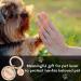 Natiform Personalized Stainless Steel Dog Tags - Microchipped Pet ID Tag with Floral Name Pendant | Pet Memorial Gift in Rose Gold - Buy Online on GoSupps.com