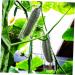 SUPVOX 4 pcs Tool Mould Cucumber Star Shapers Vegetable Growing Shaping Styling Forming Shaped Growth - Buy Online on GoSupps.com