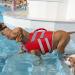 Buy Kuoser Dog Life Jacket - Durable Buoyancy Vest for Large & Medium Dogs | High Safety Red Floating Jacket - Buy Online on GoSupps.com
