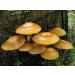 Portal Cool 30 G with Sheath Woodtuft kuehneromyces mutabilis Grain Dry Mycelium 10g or 30G Ukraine - Buy Online on GoSupps.com